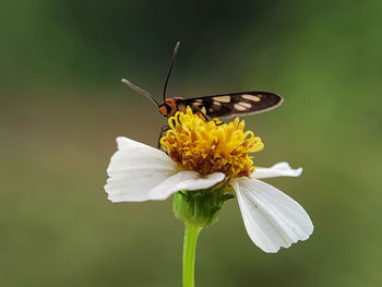 Close-up of butterfly pollinating on flower