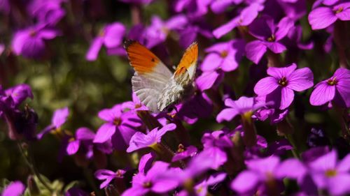 Close-up of butterfly pollinating on purple flower