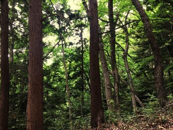 View of trees in forest