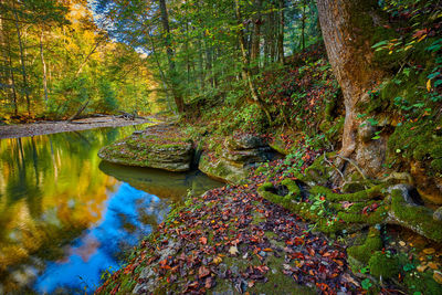 Plants growing by stream in forest during autumn