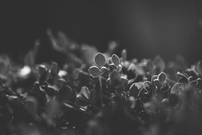 Close-up of flowering plants on field