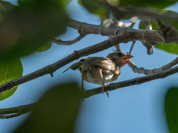 Low angle view of bird perching on branch