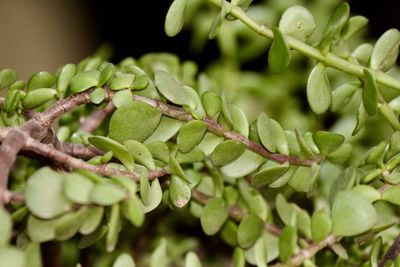 Close-up of green leaves