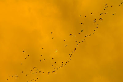 Low angle view of birds flying in sky