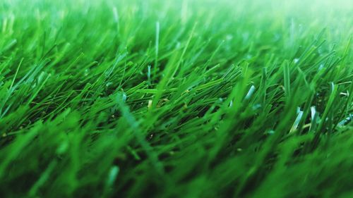 Close-up of grass on field