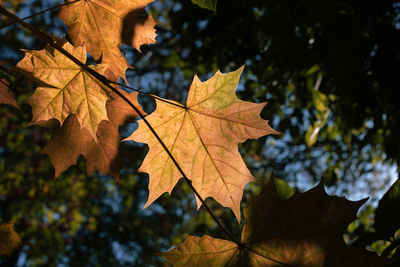 Close-up of maple leaves