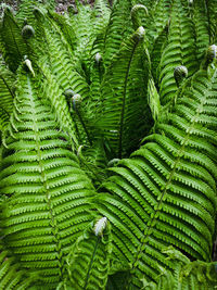 High angle view of fern leaves