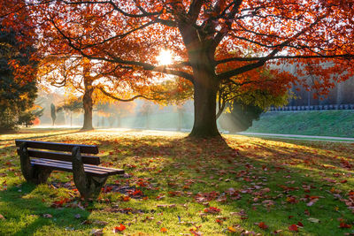 Empty bench by trees in park during autumn