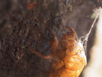 Close-up of spider on web