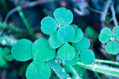 Close-up of wet plant