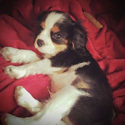 Close-up portrait of dog relaxing on red sofa