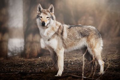 Portrait of dog standing on land