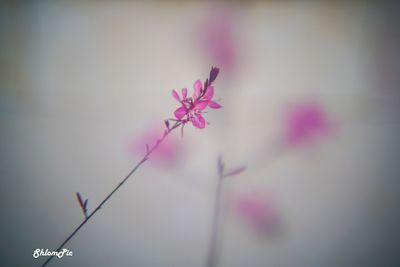 Close-up of pink flowering plant