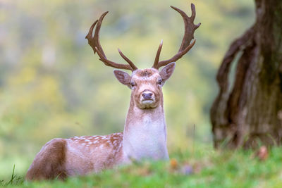 Portrait of deer