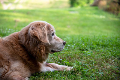 Profile of old golden retriever dog relaxing in green grass