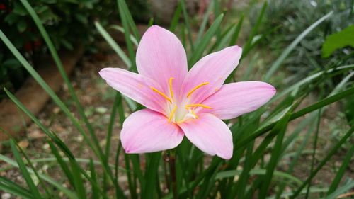 Close-up of pink flower blooming outdoors