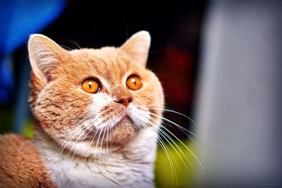 Close-up portrait of cat