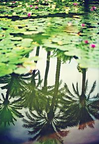 Reflection of trees in water