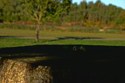 Trees on grassy field