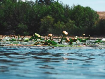 Ducks floating on water in lake