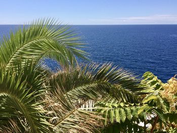 Palm tree by sea against sky