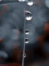 Close-up of water drop