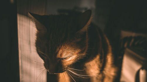 Close-up of cat standing in darkroom