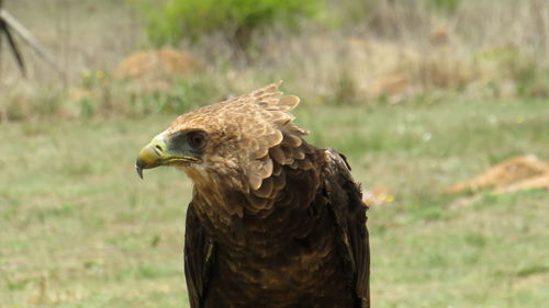 Close-up of a bird looking away