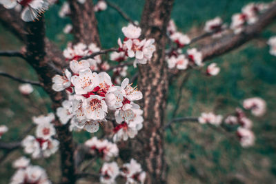 Close-up of cherry blossoms in spring