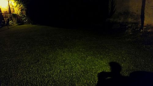 View of trees at night