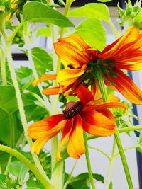 Close-up of orange flowering plant