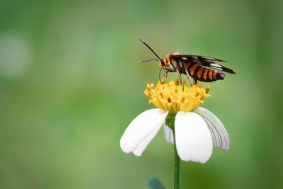 Close-up of butterfly pollinating on flower