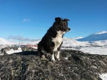 Portrait of dog on snow covered landscape