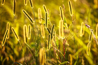 Close-up of plants