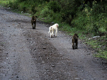 Dog on road