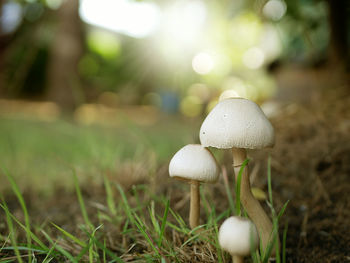 Close-up of mushroom growing on field