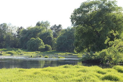 Reflection of trees in pond