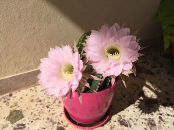 Close-up of pink flower