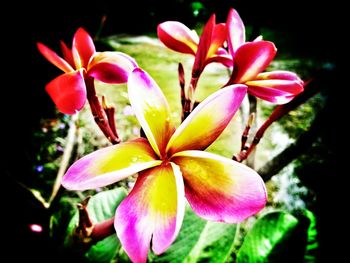 Close-up of pink flowers