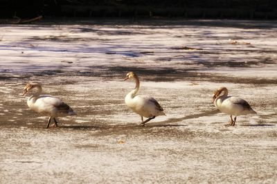 Birds in water