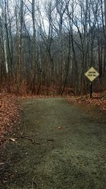 Bare trees in the forest