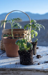 Close-up of potted plant on table