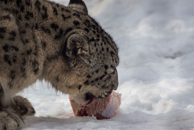 Full length of a cat in snow