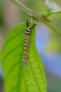 Close-up of insect on leaf