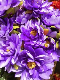 Close-up of bee pollinating on purple flower