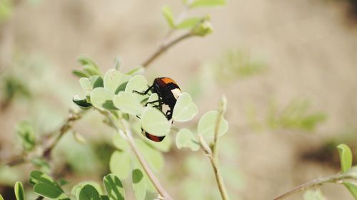 Close-up of ladybug on plant