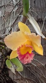 Close-up of yellow flower