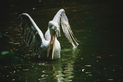 Close-up of pelican in lake