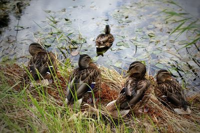 High angle view of ducks in lake