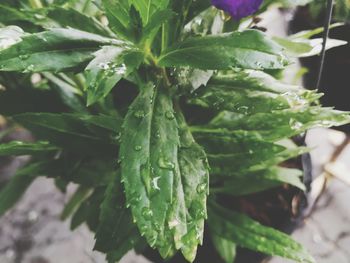 Close-up of fresh green plant